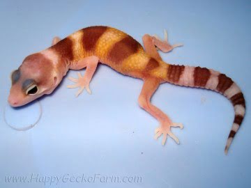Banded RAPTOR Image 1