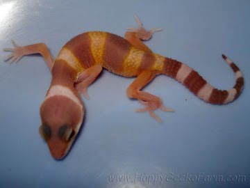 Sunglow poss Electric Image 8