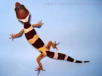 Tremper Albino (проект Lemonchello) Image 1