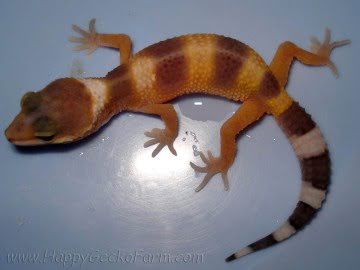 SHT Image 4