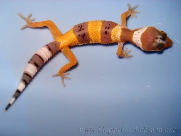 Tangerine poss SHT Image 2