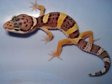 Normal poss High Yellow Image 1