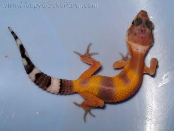 Tangerine Jungle Image 2