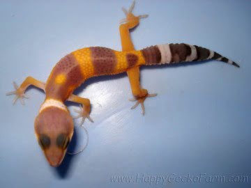 Tangerine poss Emerald Image 2