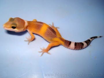 Tangerine Jungle Image 1