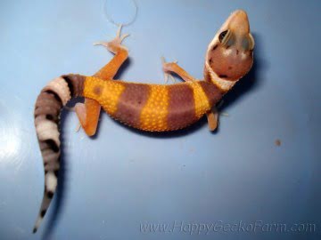 Tangerine poss SHT Image 3