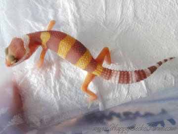 Tangerine Tremper Albino Image 1
