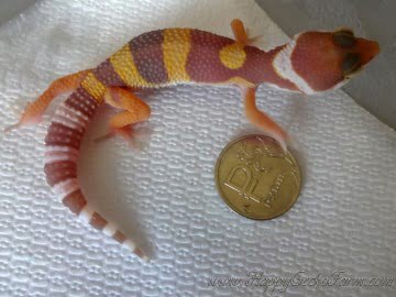 Tangerine Tremper Albino Image 0