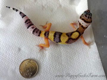 poss Extreme Tangerine Enigma Image 2