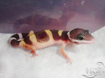 poss Tangerine Image 1
