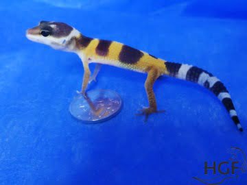Tangerine poss SHT Image 0
