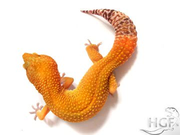 Sunglow poss Emerald Image 0