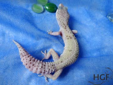 Проект IRBIS (het RAPTOR) Image 6