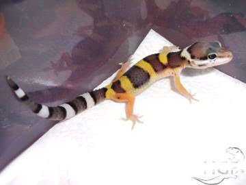poss Tangerine