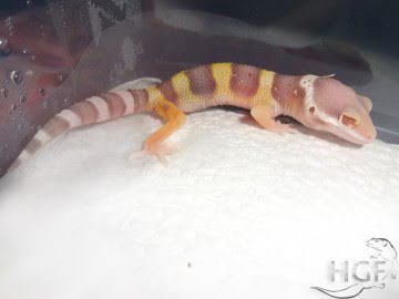 Bell Albino Image 1