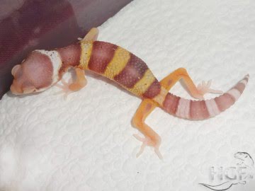 Bell Albino Image 2