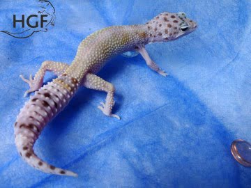 Проект IRBIS (het RAPTOR) Image 8