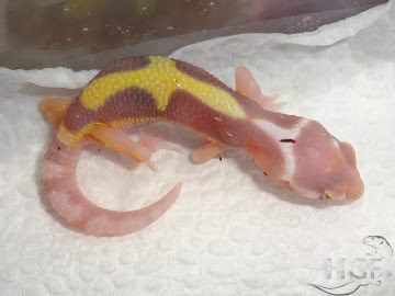 Bell Albino Image 1