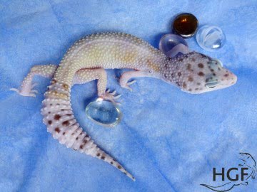 Проект IRBIS (het RAPTOR) Image 7