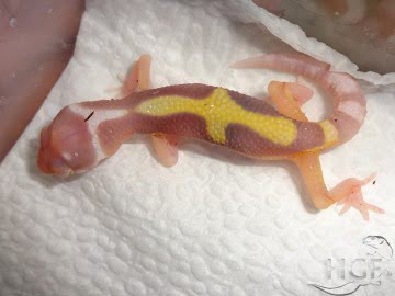 Bell Albino Image 2