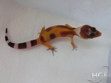Tangerine poss SHT poss Electric Image 2