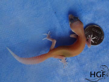 RAPTOR Image 1