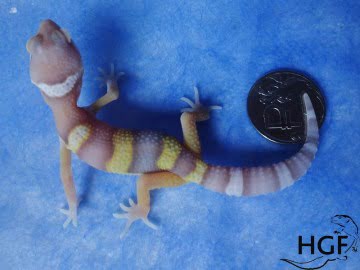 Bell Albino Image 0