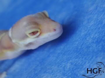 Bell Albino Image 1