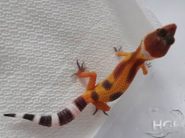 Tangerine poss SHT poss Electric Image 1