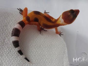 Tangerine poss SHT poss Electric Image 0
