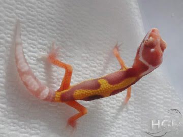 Bell Albino