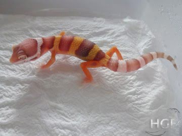Bell Albino Image 0