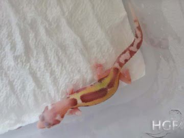 Stripe Bell het RADAR Image 0