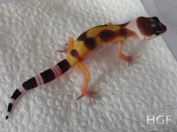 Tangerine poss SHT Image 1