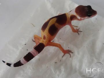 Tangerine poss SHT Image 1