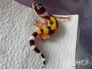 Tangerine poss SHT Image 0