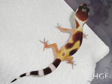 Tangerine poss SHT Image 0