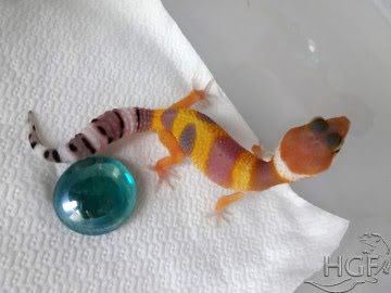 Tangerine poss SHT Image 0