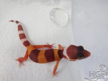 Tremper Albino Image 1