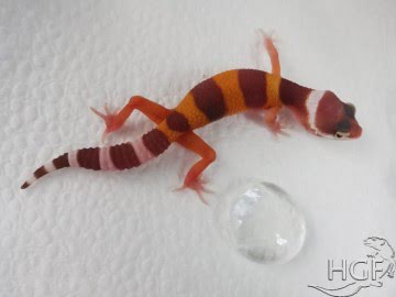 Tremper Albino Image 1