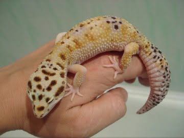 White and Yellow het RAPTOR Image 10