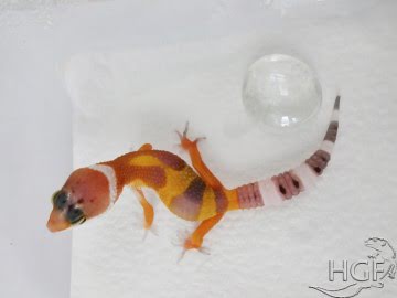Tangerine poss SHT Image 3