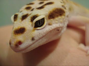 White and Yellow het RAPTOR Image 11