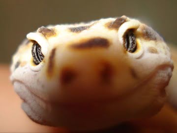 White and Yellow het RAPTOR Image 8