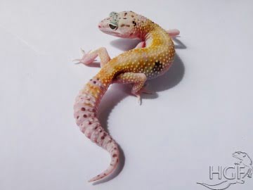 White&Yellow Image 0