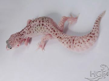 IRBIS het RAPTOR Image 5