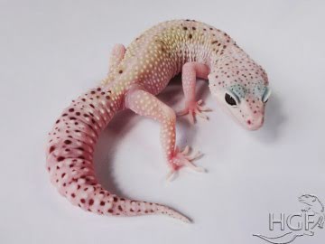 Проект IRBIS (het RAPTOR) Image 5