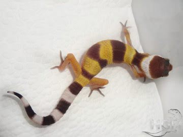 Tangerine poss SHT Image 1