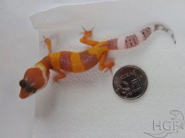 SHT Image 1