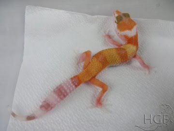 TTA poss Sunglow Image 0